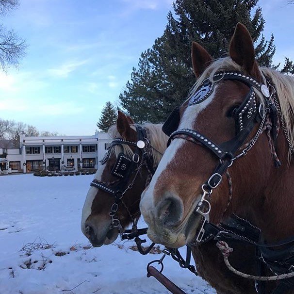HomesteadResort's tweet image. A sleigh ride with @rockymountainoutfitters through a winter wonderland that leads to a magical Ice Castle! Yes, please!!

📷: @hebervalley