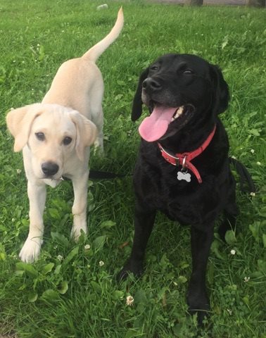 LabradorFanClub's tweet photo. These Awesome Labs are Sam and Mollie <3 How many labs do you have? Show us

Photo sent by Deanna Smith https://t.co/KMlfXwbLAs