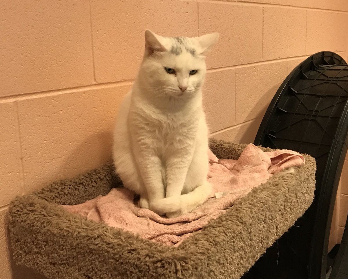 NKSteenburgh's tweet photo. If you’re having a stressful week I recommend finding a way to write a story involving the animal shelter (even if the animals give you major attitude) #lifeofareporter #PartyLikeAJournalist https://t.co/3GZTAaipcK