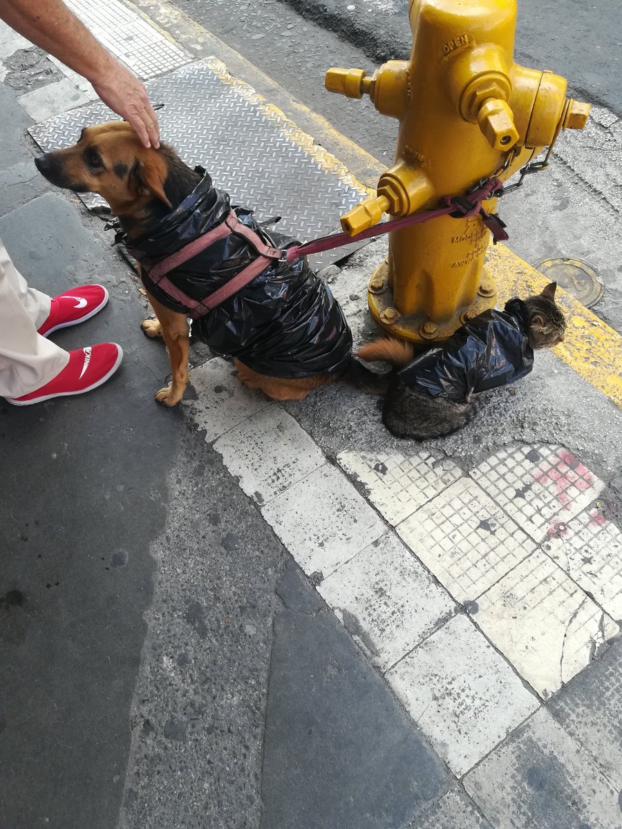 Estas son las mascotas de un indigente de sj. Le dieron plata y andaba comprandoles alimento... Le regalaron pan y fue y le regalo la mitad a otro indigente....
*no tiene, le dan y comparte*