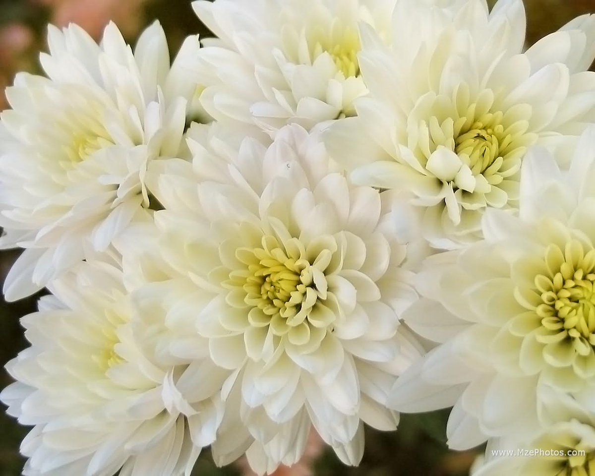What_A_Bloom's tweet photo. Did you know white chrysanthemums symbolize loyal love? Like if you guessed our #Trivia Tuesday question correctly! 
#WhatABloom #chrysanthemum #chrysanthemums #flowers #flower #blooms #love #loyallove #trivia #flowerpower #flowershop https://t.co/76qkvLQp90