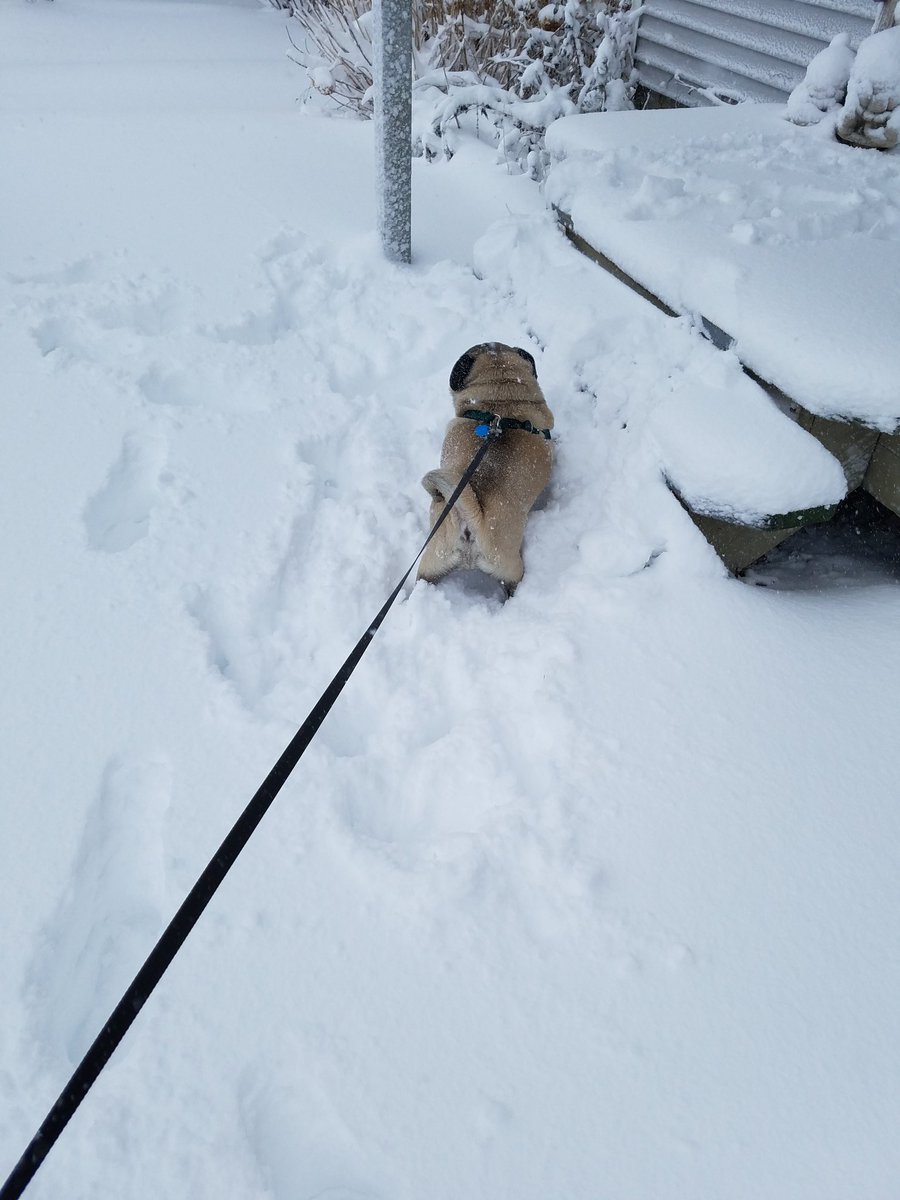 desertcarriejo's tweet photo. #GraysonRI #BombCyclone #bombogenesis https://t.co/3x9wD406Uv
