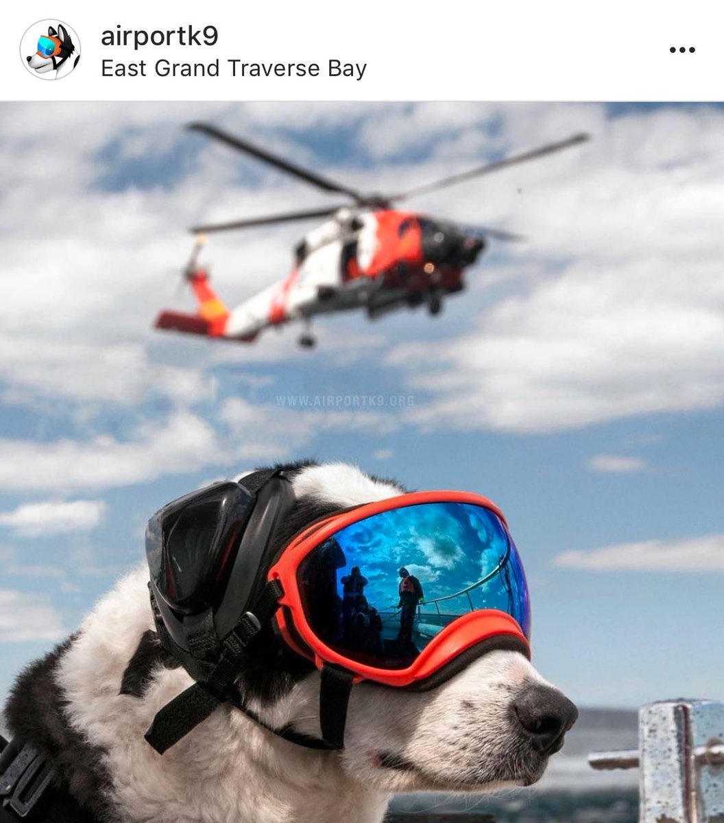 dog_rates's tweet photo. This is Piper, the Airport k9. After a year-long battle with cancer, he passed away last night. He was a badass runway protector, and our second ever 15/10. Rest easy Piper https://t.co/jAG5ujfHUg