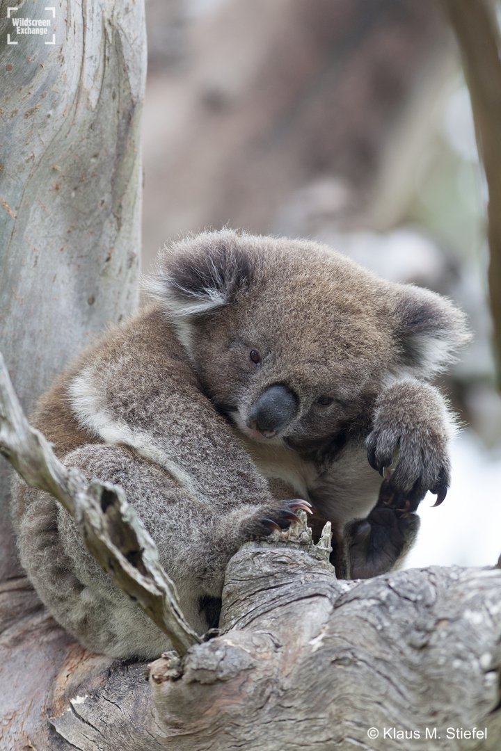 On the struggle bus? First week of 2018 is nearly done! #ThursdayMotivation

#POTD by @pacificklaus

#thestruggleisreal #keepgoing #motivation #workweekkoala