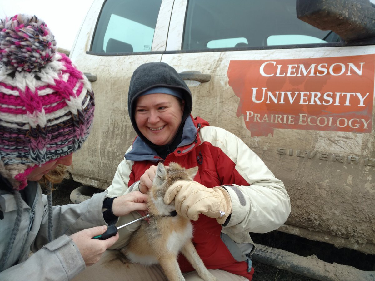 DavidJachowski's tweet photo. PhD or MS graduate research scholarship available to join us in ongoing wildlife restoration research in the Northern Great Plains of #Montana #CUPrairieLab https://t.co/Zq9QaQLNwQ https://t.co/BgotFHDJkV