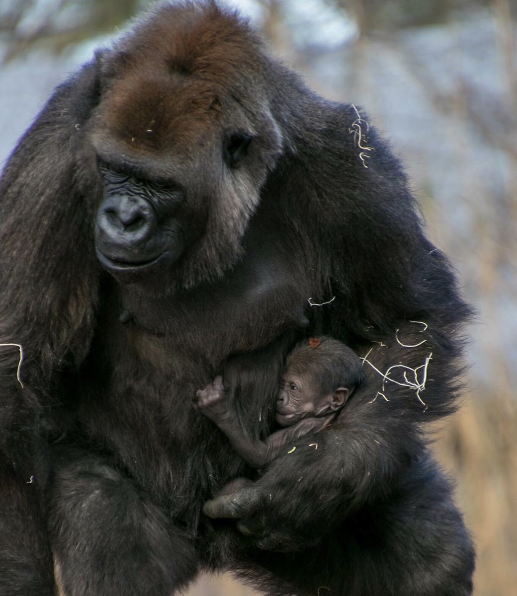 okczoo's tweet photo. Hello world! Meet Azinza (ah-zeen-za) 💕 #okczoo #ambassadorsofawe https://t.co/ZFsbKESfJm