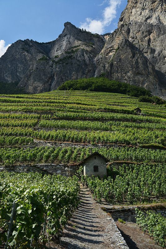 ikercs84's tweet photo. Vineyards of Chamoson Valais (Switzerland) #wine #switzerland #beautiful https://t.co/2sGG4c0tbN