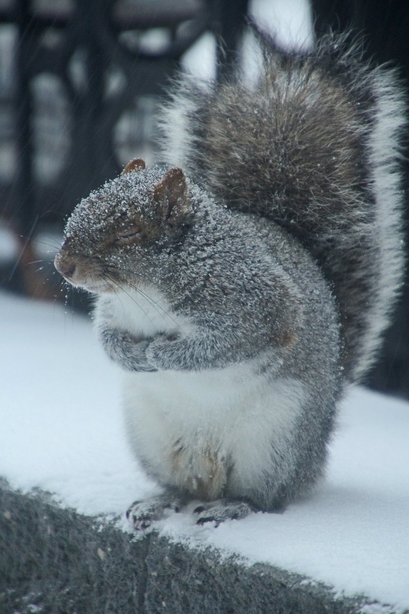 leCoinBureau's tweet photo. We interrupt your #TBT feed for this announcement: Damn, it's cold!
#Blizzard2018 #NJWX #Snow #SnowDay #Squirrel #WinterStormGrayson #SnowStorm #CycloneBomb2018 #NorEaster #Photograph #Photography #WayneNJ #SnapShot #NJ #NewJersey https://t.co/DxhWckhlpa