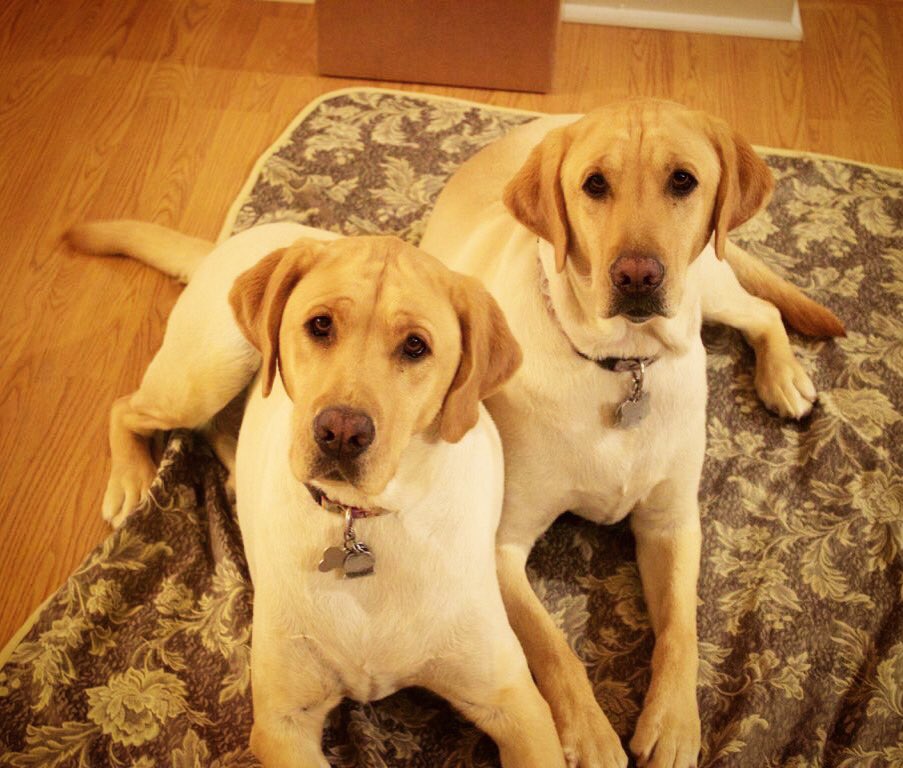 Pasoportwine's tweet photo. Daisy &amp; Bo hope you’re enjoying your 2018 so far!!! 🥂🎆🌼#cheerfriends #labsofinstagram #happynewyear2018 https://t.co/GZZj587eAA