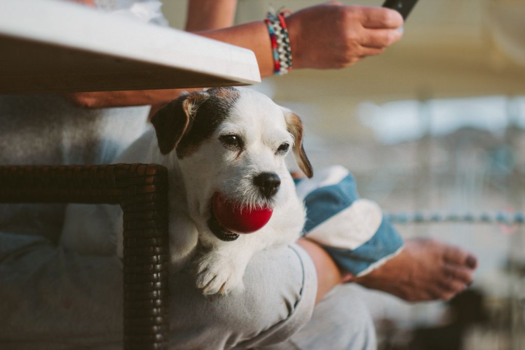 PetsforPatriots's tweet photo. 4-paw salute to #Illinois for new law that treats #pets more like children than property, compelling divorcing couples to agree on custody or prove to a judge who would be the better pet parent. What do you think: paws up or down? https://t.co/lj549hI298