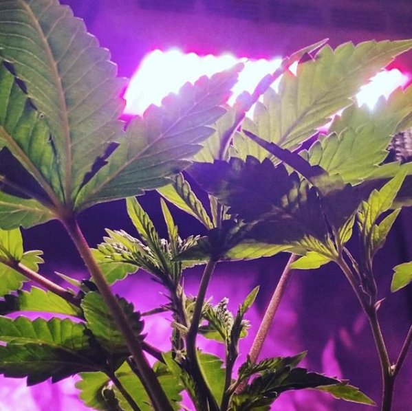 PathogenZero's tweet image. We love these @calicropdoc_ gardens. Proper preparation leads to results. Visit PathogenZERO.com and learn how our products protect and enhance your garden through all stages of growth.