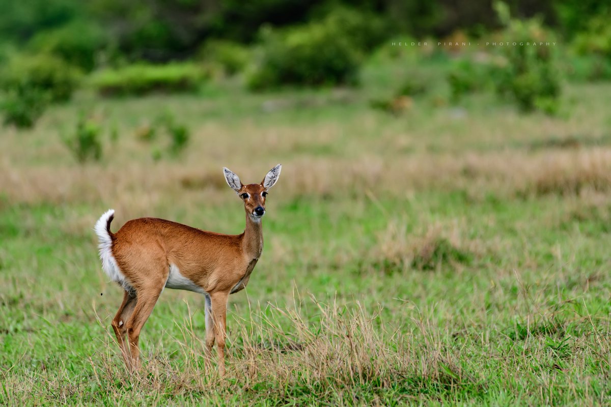 Helder Pirani Ø¹ÙÙ ØªÙÙØªØ± Veado Campeiro Ozotoceros Bezoarticus Deer Nature Photograph Natural Worldnature Nature Natural Animal Animalphotography Animals Wildanimals Naturephoto Wildlife Wildlifepics Animalpics