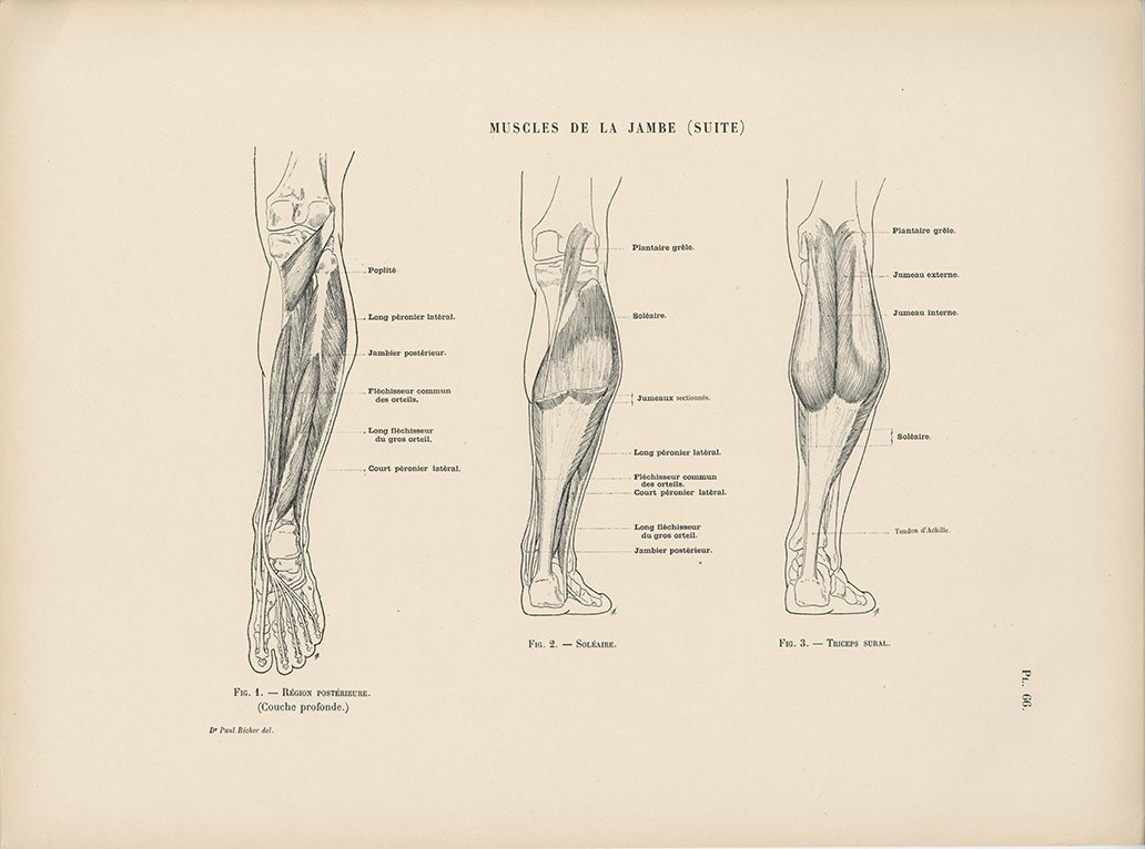 リシェの図版は筋肉の形状と位置関係が「極めて」正確なので、理学療法士に紹介すると驚かれる。小生は、都内某大学の医学部の講義でも使用している。美術にも使えて、医学にも使える。#美術解剖学 