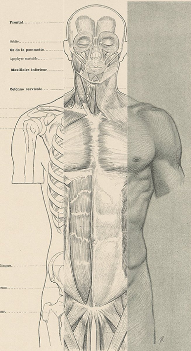 使い勝手がいいのは 解剖学的正位で統一された前面 後面 側面の骨と筋 体表の図が 伊豆の美術解剖学者の漫画