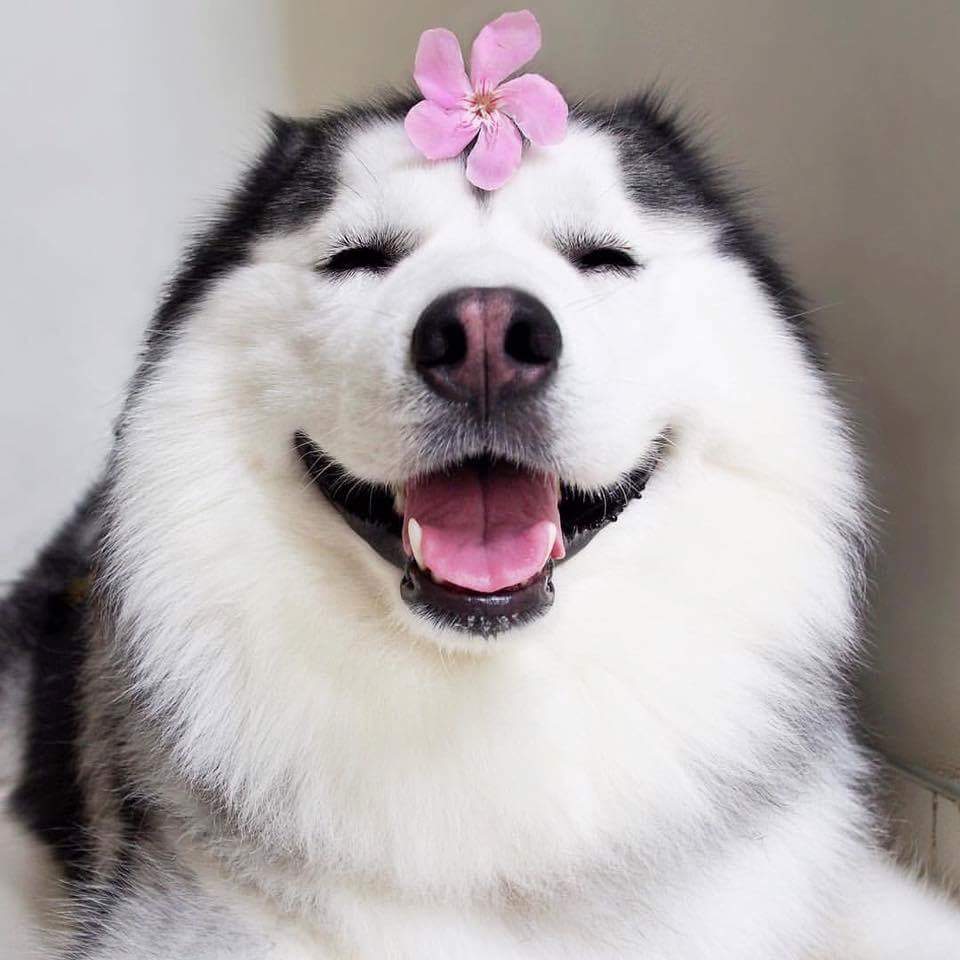 mnifanny's tweet photo. Quisiera ser tan feliz como este perrito https://t.co/IfwY2SIfjl