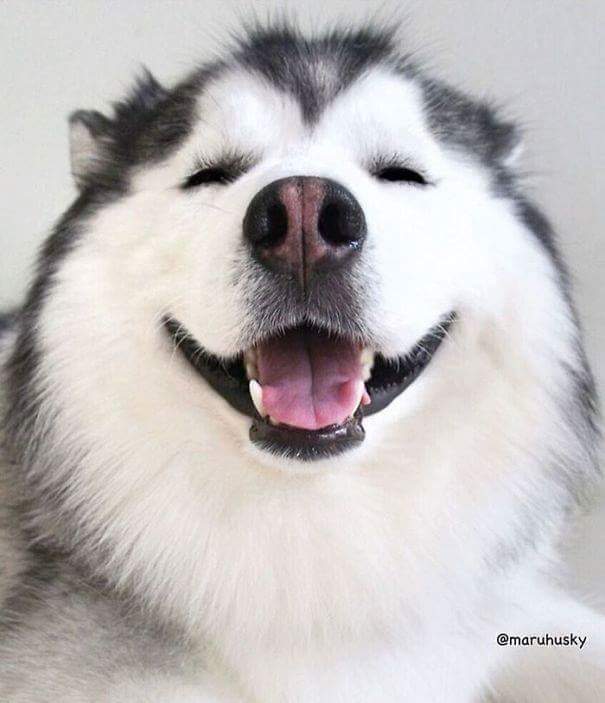 mnifanny's tweet photo. Quisiera ser tan feliz como este perrito https://t.co/IfwY2SIfjl