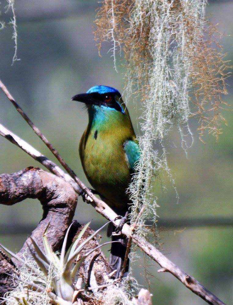 HouseBirding's tweet photo. Motmot is one of the birds more colorful Costa Rica 😍🌎 
#gardenhouseobservatory #costaricawildlife #birding #earthfocus #birdsofcostarica https://t.co/mGA6rJZnf4