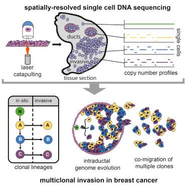 mmw_lmw's tweet photo. Topographic #SIngleCell Sequencing | #MultiClonal Invasion of Breast Tumors revealed spatially | NicolasNavin @MDAndersonNews @cellcellpress https://t.co/2d0V74gX6v https://t.co/QNaCIgujE0