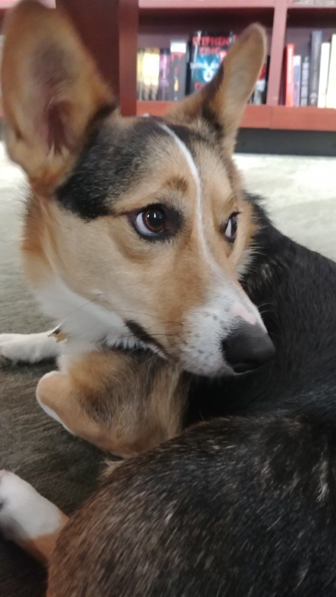 UCSDAdmissions's tweet photo. Check out who was managing the @ucsdbookstore today - none other than Watson the corgi! #ucsd #ucsandiego #yaywatson #dogsofucsd #dogsoftwitter https://t.co/1ruLFF3EHB