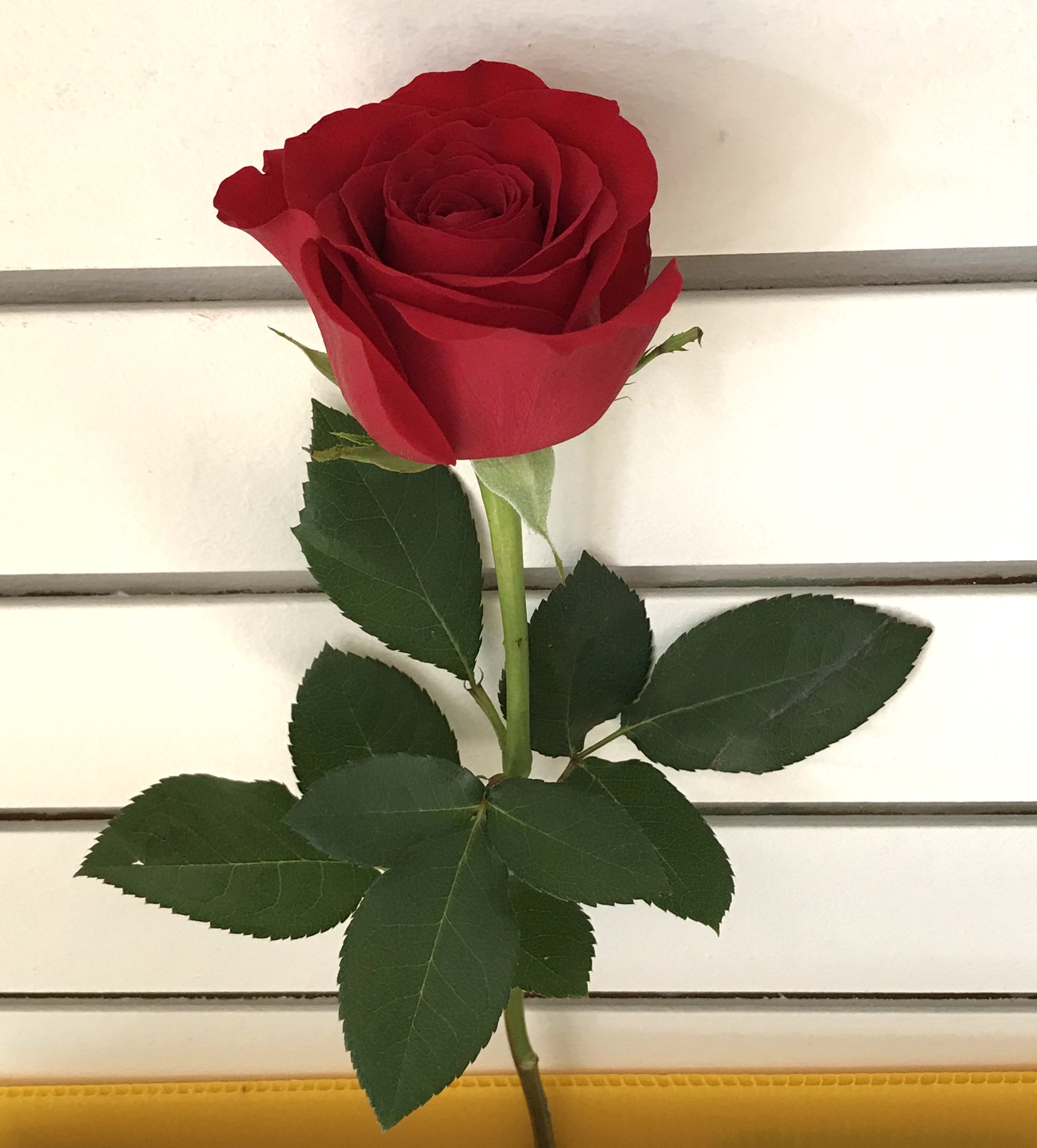 Single red 2024 rose meaning