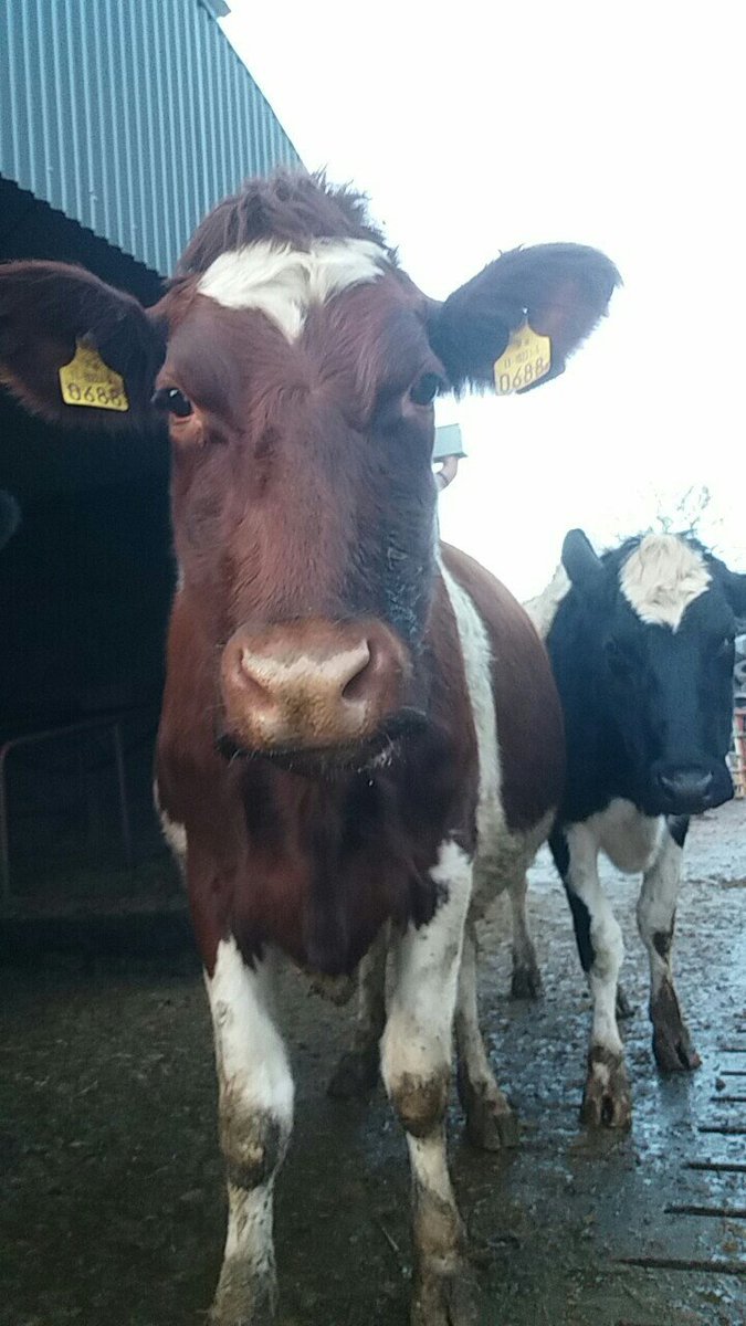MjDoran2's tweet photo. Wormed, fluked, vaccinated for whatnot and petted. Can't say they're not looked after #redzer #teamdairy #grasstomilk https://t.co/HS5ygrw6Ah