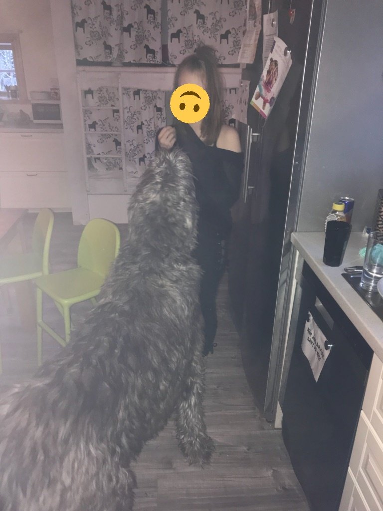 Chestellea's tweet photo. I moved out of Stockholm and now live with a foster family of 7 humans and 8 dogs in Leksand.

One of the dogs is as big as a fucking pony.

We have three puppies.

Ask me for dog pics anytime. I'll provide. https://t.co/3ZxiVFWcFu