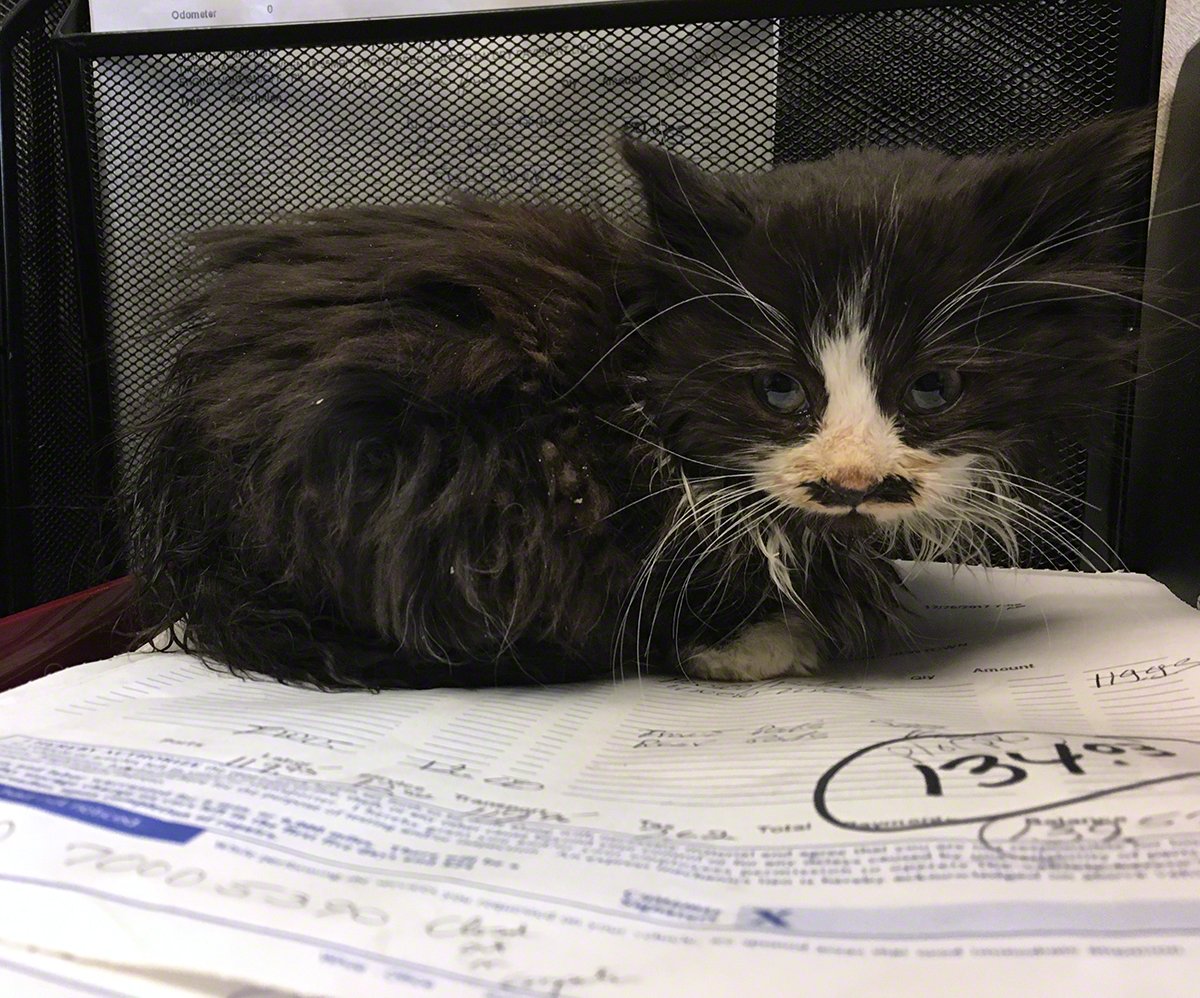 What does <a href="/TheWalkingDead/">The Walking Dead</a>  <a href="/SquarePaws/">andrea norwell</a> <a href="/NYComicCon/">NY_COMIC_CON</a> <a href="/RoyalBobbles/">Royal Bobbles</a> and <a href="/KittenAssociate/">Kitten Associates</a> have in common? coveredincathair.com/content/2017-l…