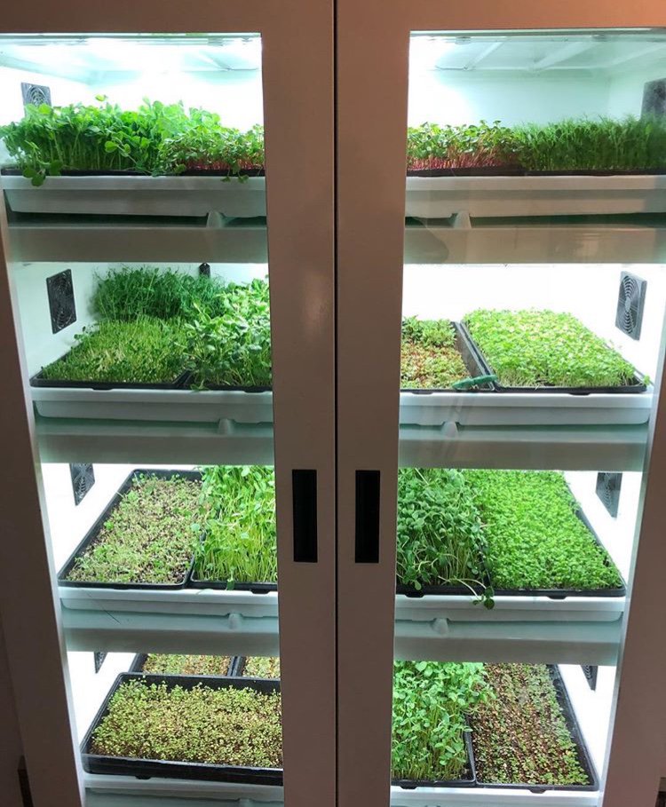 It may be freezing in Ottawa, Canada right now, but the greens are thriving inside Fairouz Ottawa’s #UrbanCultivator!