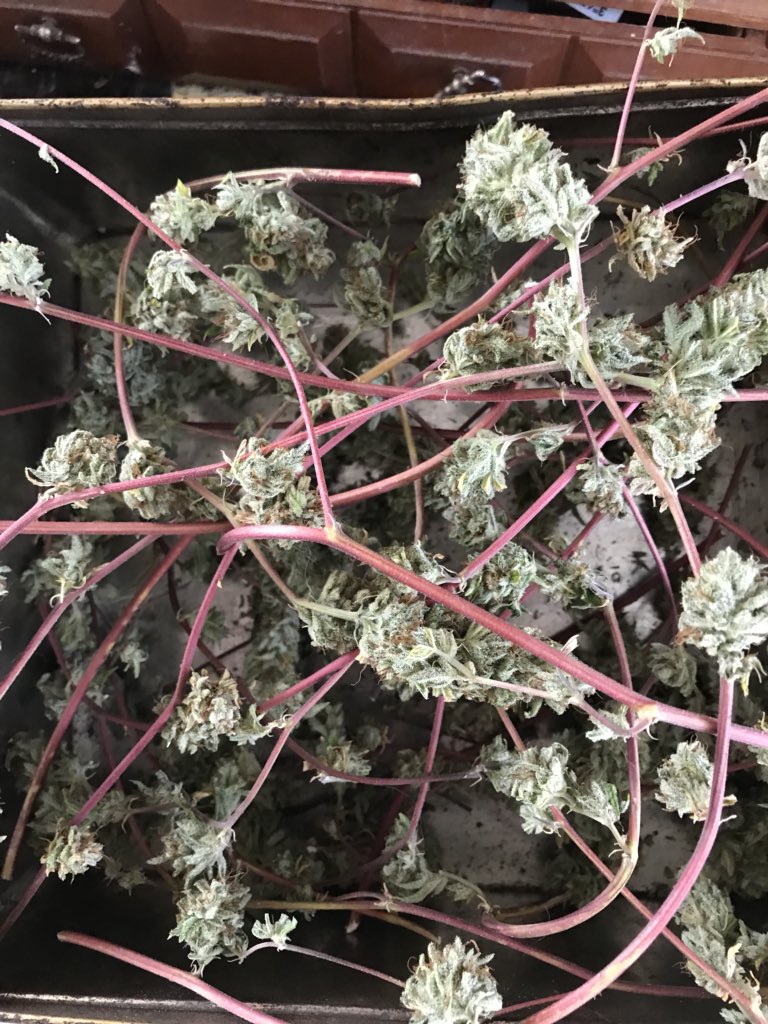 Red vine strain grows just like a vine and is gorgeous 
#CannabisMedicinal #CannabisCommunity #weedfeed #420blazeit #MedicalMarijuana #cannabis #cannabisphotos #StonerNation #STONER #StonerLife #StonerFam #kush #loner #HighLife