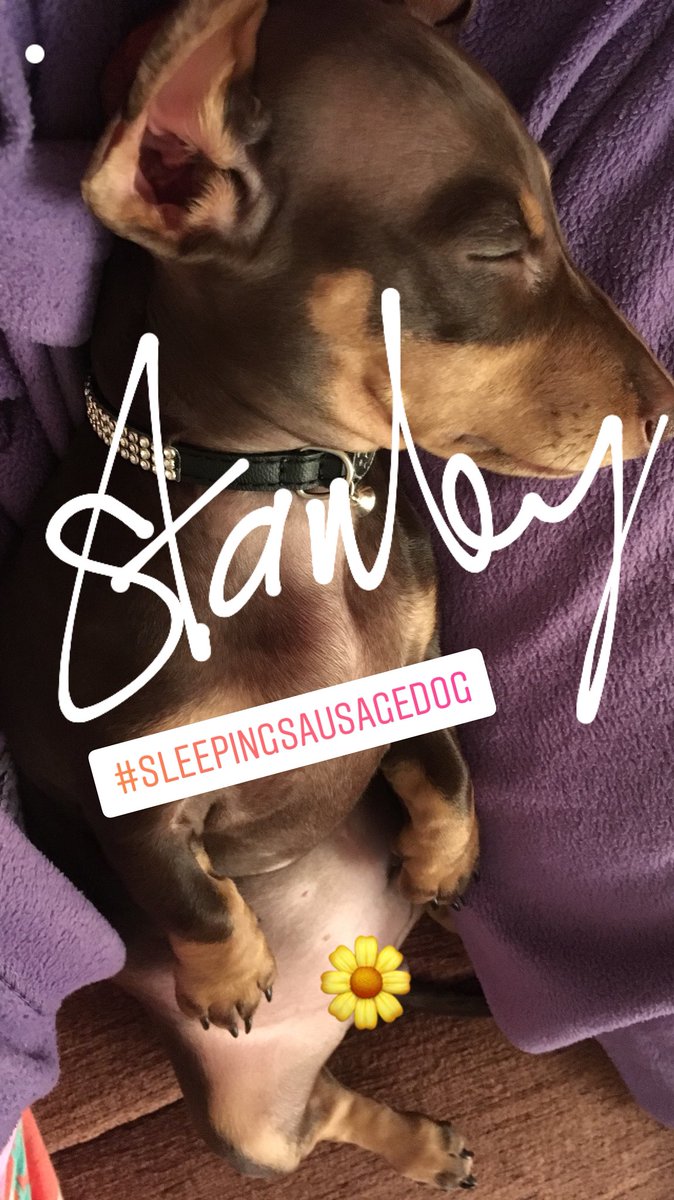 Stanley snoozing 💤💤while watching tv 📺! #sleepingsausagedog #cutestdachshundpuppy #sausagedog #dachshund #dachshundsofinstagram #daxie #daxielove #doxie #minaturedachshund #minidachshund #minidachshundpuppy #sensiblestanley