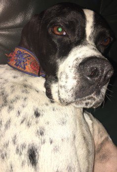 millypod1's tweet photo. 🆘TONO #Lost POSS #STOLEN #STILLMISSING #ScanMe 
#RESCUE Pointer Male
#Talsarnau #Gwynedd #Wales #LL47 

#LL41 #LL42 #LL43 #LL44 #LL45 #LL46 #LL48 #LL49 #LL55
https://t.co/5tUdi6YGNZ … https://t.co/AXlvQ5ArOT