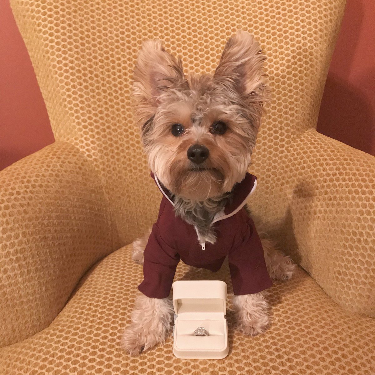 Wicket The Morkie tweet media