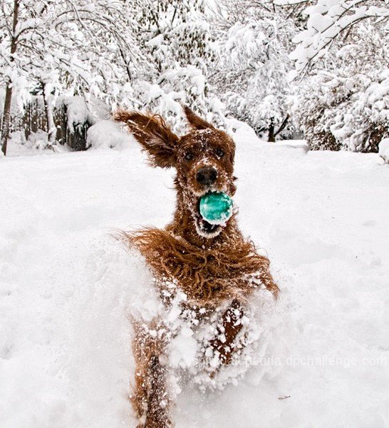 LPS Jeopardy...
Answer: Help shovel out your elderly neighbors sidewalk, clean your room, take the dog out for a walk.
Question: What can you do on Friday, January 5th now that Lawrence Public Schools is closed? #seeyouMonday
