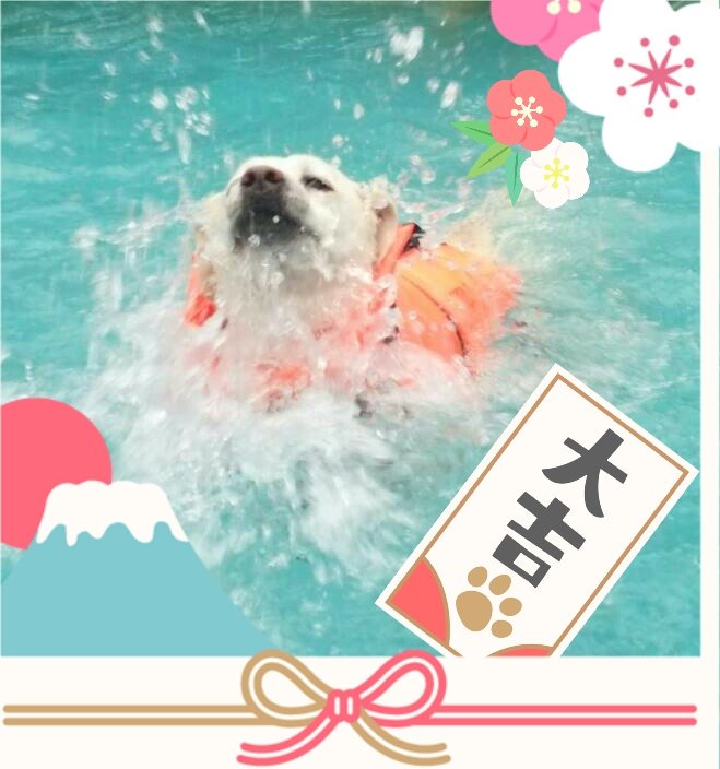 泉水美和子 泳ぎ方はそれぞれ 下手でも なかなか進まなくても ゴールすることが大切なんですよね 犬だって 犬かきが下手な子もいます でもね ゴールを目指し 着実に進みます わたしもそうありたいな