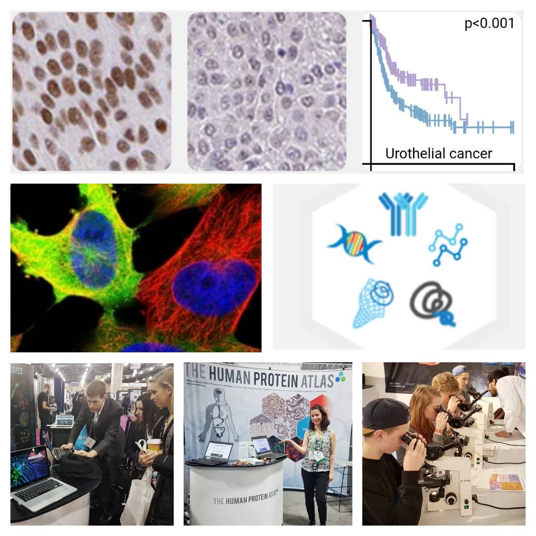 The #HumanProteinAtlas would like to thank all users and collaborators for an amazing 2017! Looking forward to a new exciting year of life science! #CellAtlas #PathologyAtlas #Tissueatlas #antibodyvalidation #precisionmedicine