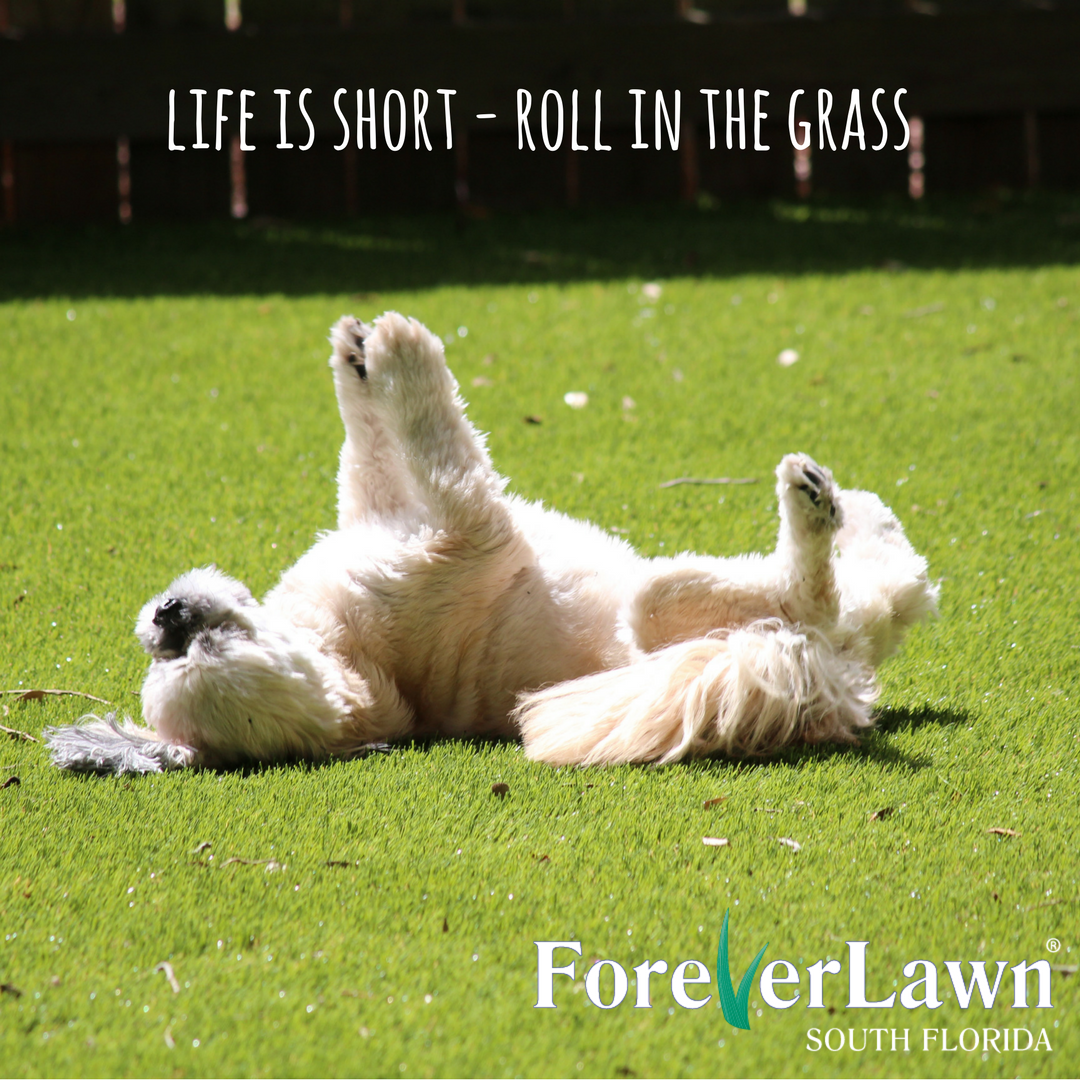 ForeverLawnSFL's tweet photo. #sotrue #ForeverLawn #K9Grass #dogslife #SouthFlorida #rollinthegrass https://t.co/Sm3SYz8jYC