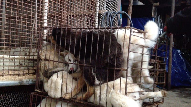 gemmacookvegan's tweet image. Goodnight dear followers.. sorry once again for all the #dreadfully sad images tonight.. as you know we have to show them as so many people are NOT aware how #china and #southkorea behave. Bless you all &amp;amp; thank you.❤️