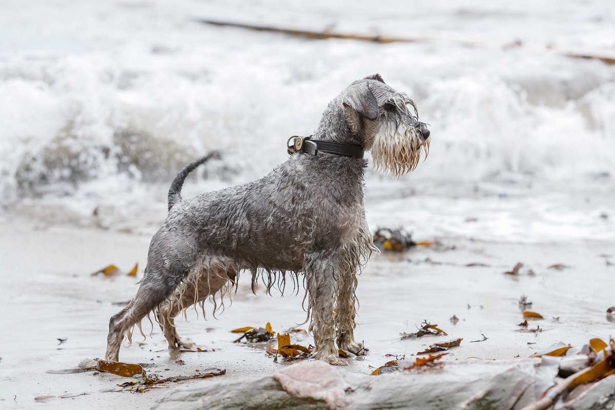 BrilloSchnauzer tweet picture