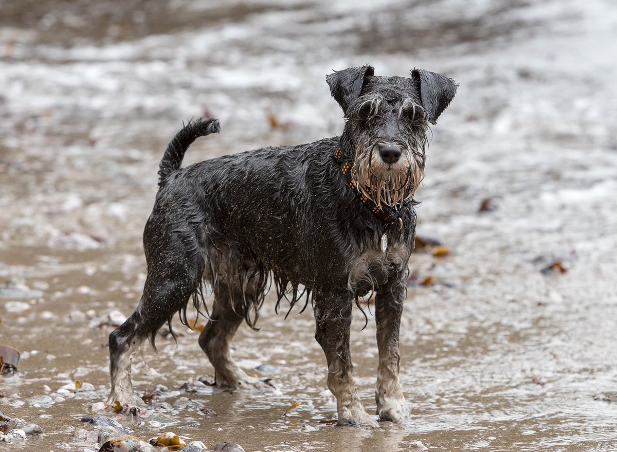 BrilloSchnauzer tweet picture