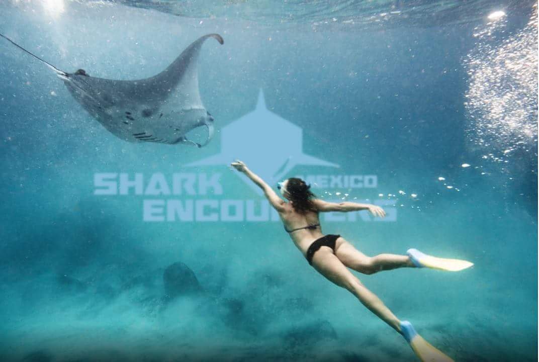 SharkEncounterM's tweet photo. 👀 ¿Sabías que las #mantarrayas pueden llegar a vivir hasta 50 años y aunque son muy solitarias, se reúnen en época de apareamiento y su embarazo puede durar de 12 a 13 meses? 👌

¡Ven a conocerlas con nosotros!

Comparte con tus amigos si te gustaría nadar con ellas 💧🌊🌊 https://t.co/b1AoipJqNN
