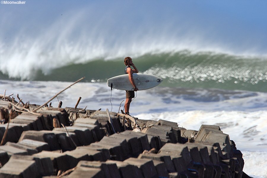 Golden Breed Surf tweet media