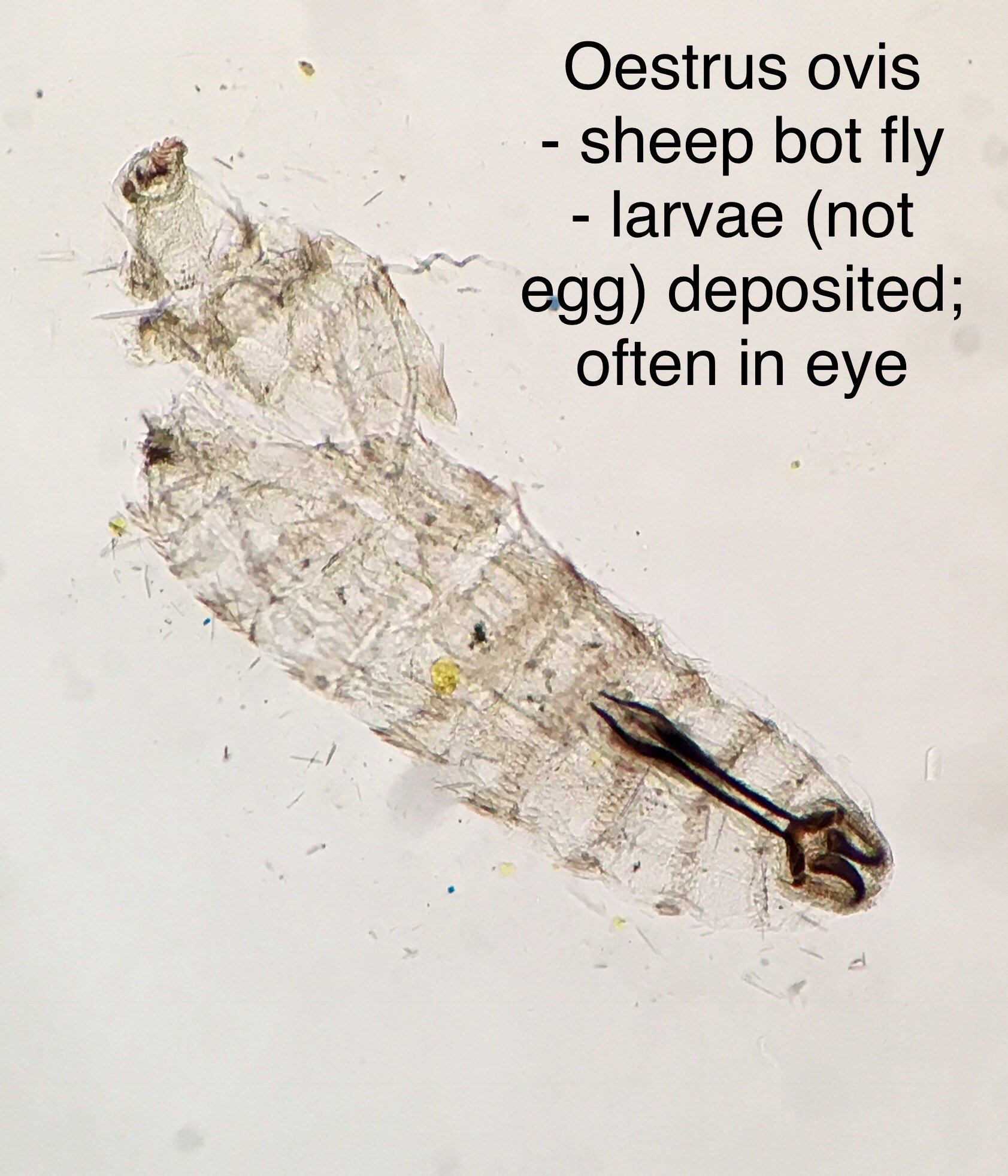Oestrus Ovis The Sheep Bot Fly Is A Fly That Deposits Its Larvae In The  Nose Of Mammals Like Goats And Sheep And Can Cause Serious Damage Stock  Photo - Download Image