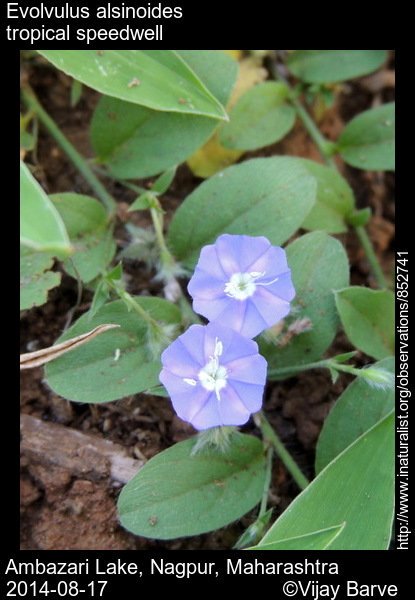 Vijay Barve On Twitter Slender Dwarf Morning Glory Evolvulus Alsinoides Is An Herb With Beautiful Flowers Is A Member Of Family Convolvulaceae Seen In A Wide Range Of Habitats From Marshy Places To