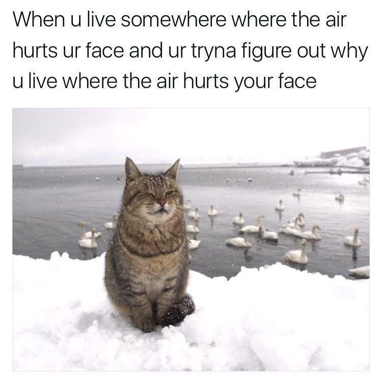 camiller511's tweet photo. It's soooo bitter cold! I am over Michigan winters...#cold #Frozen #PureMichigan #winter #bitter #negativewindchill #timetomove https://t.co/y0gdcooon1