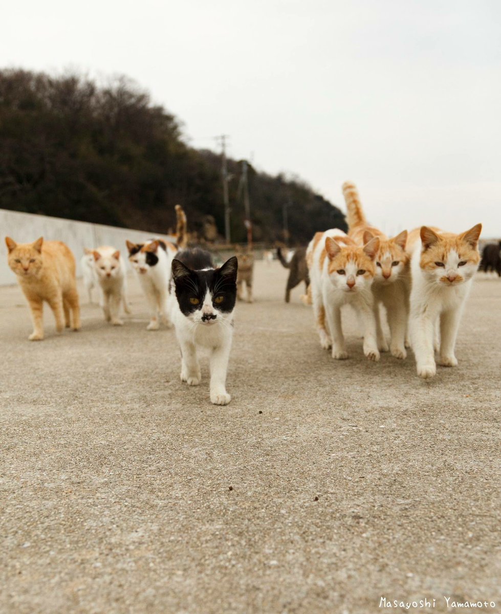 nekoiroiro's tweet photo. 猫来る🐾🐈nekokuru
#東京カメラ部 #カメラ部 #立ち猫 #站立貓 #ねこ #猫 #neko #猫来る #standingcat #cat #貓 #ネコ #ぺろにゃん #野良猫 #みんねこ #島猫 #catlover #catlove #catjump #selfcat #catsofinstagram #catgram #photo #instcat #catphoto #7catdays #neco #tachineko #usa🇺🇸 https://t.co/u1zBOMBrnt