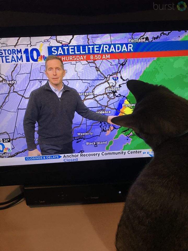NBC10's tweet photo. An @NBC10 News viewer said this cat, whose name is Lady Grey, is "mesmerized" by @NBC10_Mark! #NBC10storm https://t.co/nx6KOST7Fi