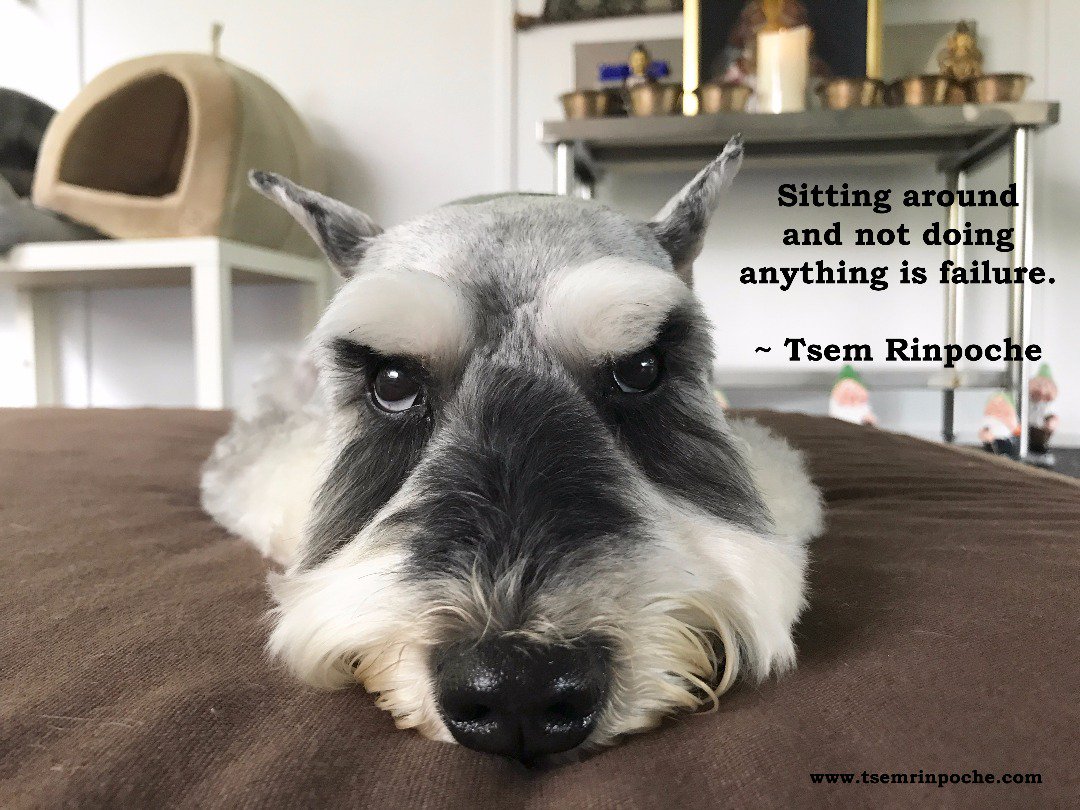 Joyk999's tweet photo. So #moveit!

#failure
#success
#stopsitting
#startmoving
#entrapeneur
#positivethining
#GetUp
#justdoit
#ThinkBIGSundayWithMarsha
#wisdom by #tsemtulku https://t.co/RIvVGdIql6