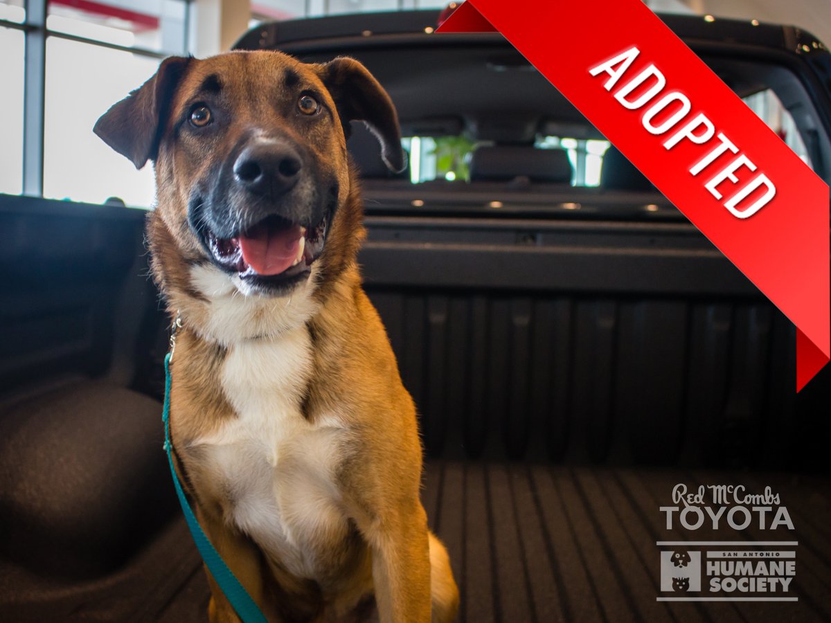 redmactoyota's tweet photo. We have a great announcement to make! Our @sahumane Pet Adoption of the Month, Hal has been adopted! Thank you to everyone who helped Hal find his forever home #petadoption #dog #dogsofsanantonio #dogsofsa https://t.co/jsy3EU3wun