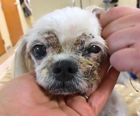 Visit our website to read about Clementine's journey. pprfl.org #Adoptdontshop