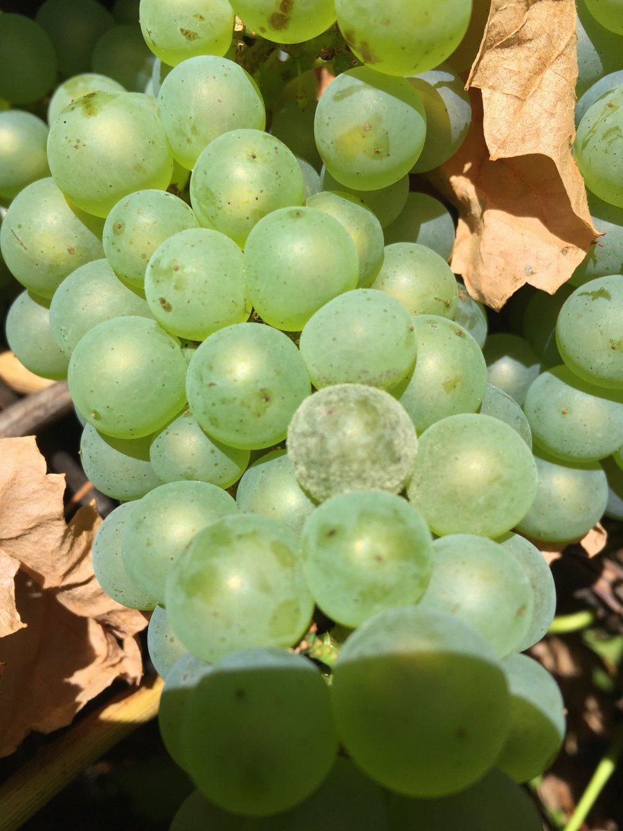 HortApplication's tweet photo. #Winning this grower had a bad powdery mildew problem last year and after monitoring 7 blocks earlier in the week this is all that i could find #HitHardHitEarly #First40Days love it when a grower listens and follows a program of early powdery mildew sprays https://t.co/KuEWxnMc1Z